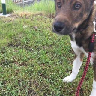 シェパードミックス6ヶ月男の子