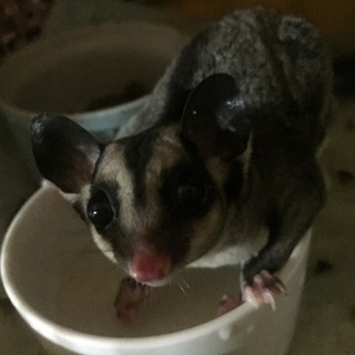 モモンガの新しいご家族募集。