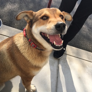 なんでも出来る天才犬！シンジ！