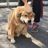 なんでも出来る天才犬！シンジ！ サムネイル2