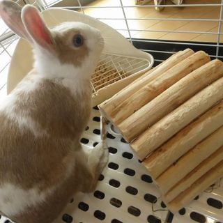 【ミニうさぎ】  可愛がってくれる方探してます