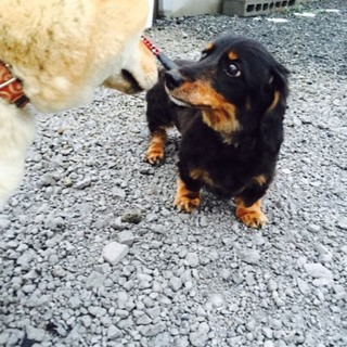 ダックスフンドの男の子です！