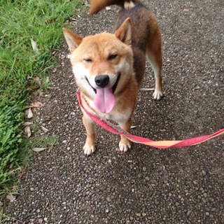 柴犬2歳くらい★甘えん坊元気いっぱいな男の子