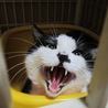 tigernyanko さん