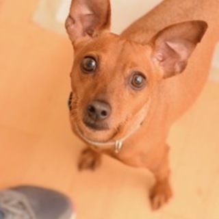 寂しがりやのデクスターくん