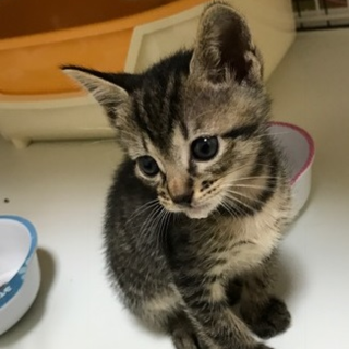 キジトラ男子仔猫　名古屋から