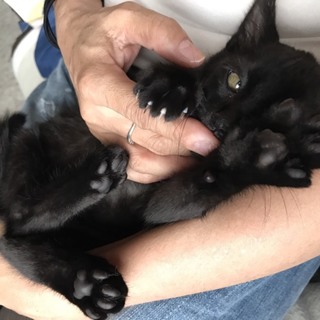 甘えん坊のかわいい赤ちゃんです