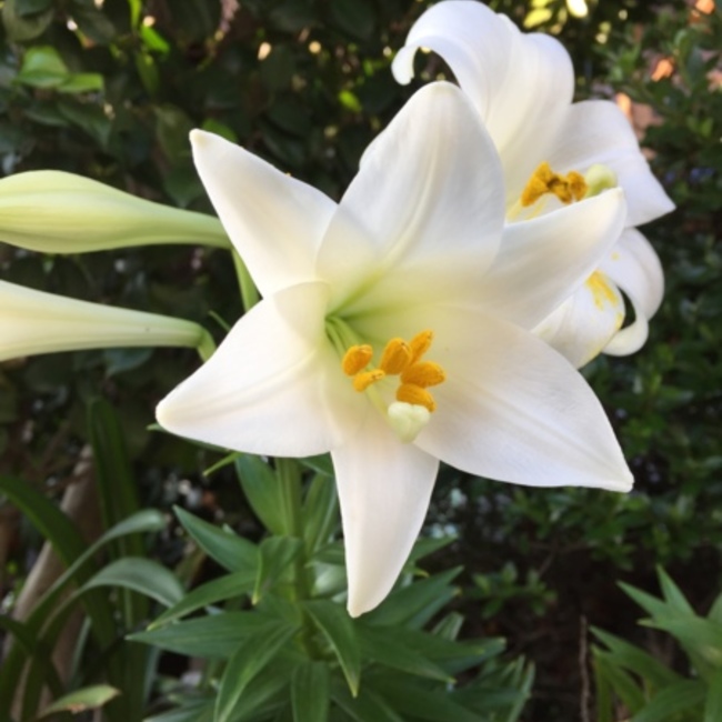 はな❁のカバー写真