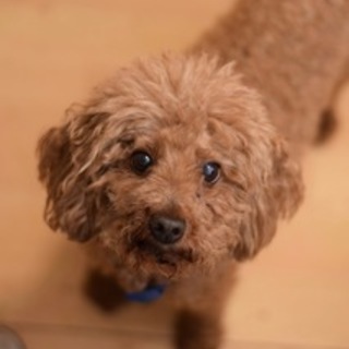 膝の上がお気に入り、セントくん