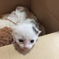 かわいい子猫の里親さん募集中！一時中断中です