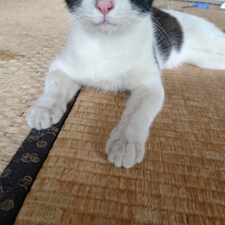 若い白黒八割れくん