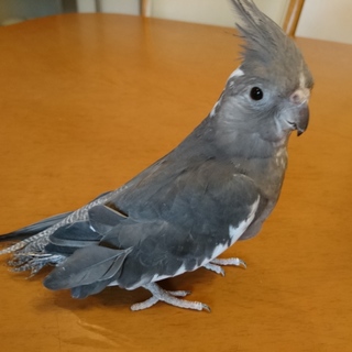 オカメインコ(訳あり)里親様決定