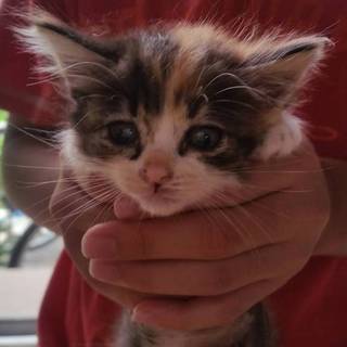 丸顔の三毛猫ちゃん