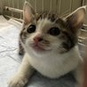 サバ白男の子・目が大きく可愛い子猫です サムネイル2