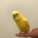 手乗りセキセイインコ里親さんを募集します！