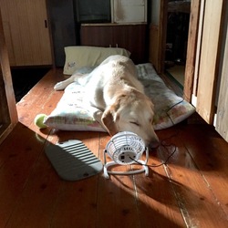 初めての専風機(扇風機)