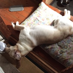 「初めての専風機(扇風機)」サムネイル2