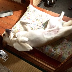 「初めての専風機(扇風機)」サムネイル3