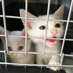 7月8日(土)に愛知県豊橋市で譲渡会！