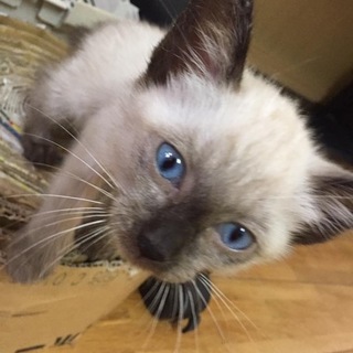 シャム系MIX、クッキー里親募集中！！