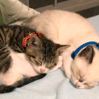 里親探してます！！