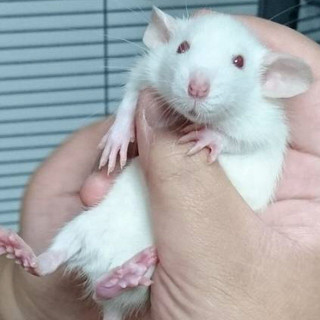 ファンシーラットベビーメス4匹