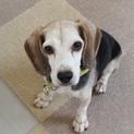 甘えん坊なビーグルの男の子　