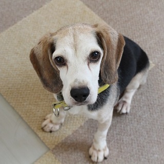 甘えん坊なビーグルの男の子　