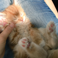 謝花　小豆（あずき）