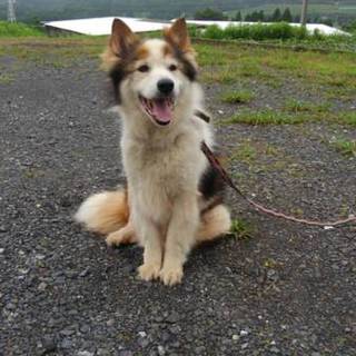 もう1度幸せに暮らしたいハッピーくん