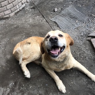 笑顔が素敵な銀ちゃん素敵な出会い待ち