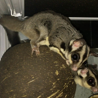 フクロモモンガ2歳　ペア里親募集