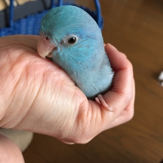 マメルリハインコ里親さん募集中