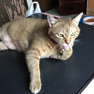 3匹引き取ってくれる方！