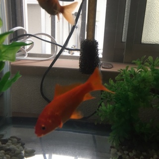 小赤（和金）弥富産