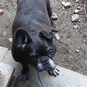 実家の愛犬、可愛がってくれる方お願いいたします。