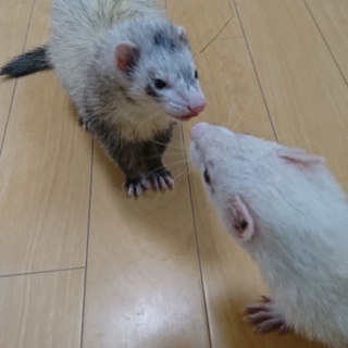 マーシャルフェレット2匹里親募集です