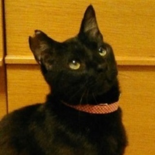 7/9銀座★くろくん★ワンちゃんのような甘えん坊