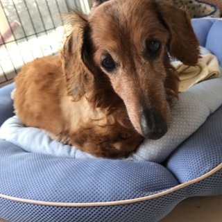 のんびりまったりおばあちゃんダックス