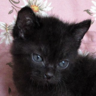 くまモンみたいな女の子