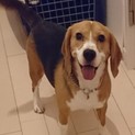 ビーグル　いつも笑顔の女の子です！