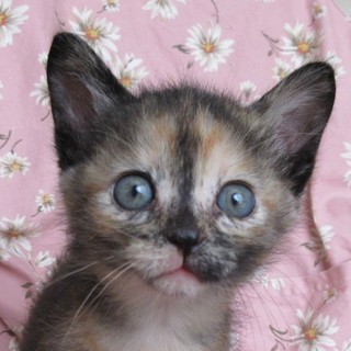 スマート・サビ