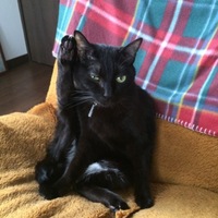 ココ