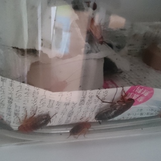 レッドローチお譲りします