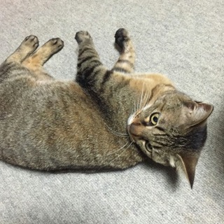 茶色と黒のキジトラ柄のクリクリお目目のメス猫