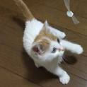 子猫の里親さまを募集しています。