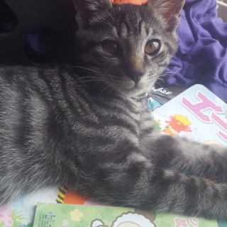キジトラ♂子猫募集します。