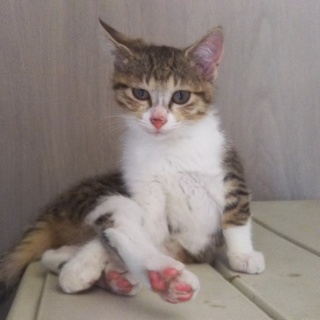 遊び上手なおちびちゃん