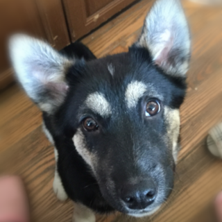 ぼく、サンタです。