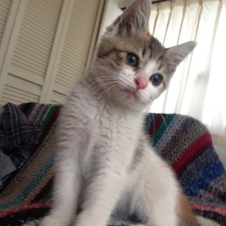 天真爛漫な仔猫ちゃん♪